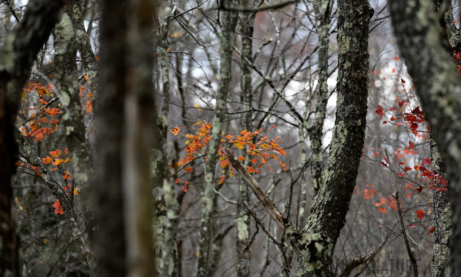 West Virginia [400 mm, 1/640 Sek. bei f / 7.1, ISO 1600]